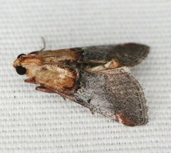 Cacozelia basiochrealis