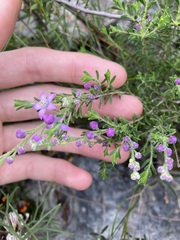 Philotheca spicata