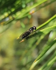 Platycheirus