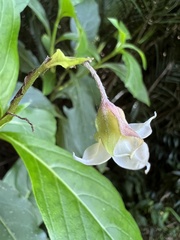 Trichodesma calycosum