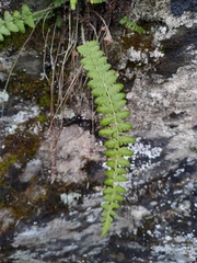 Polystichum