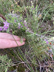 Philotheca spicata