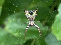 Micrathena sagittata