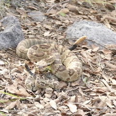 Crotalus molossus molossus