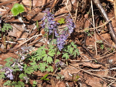 Corydalis solida