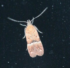 Eudactylota iobapta
