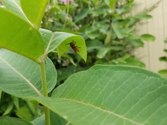 Tetraopes tetrophthalmus