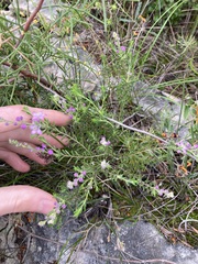 Philotheca spicata