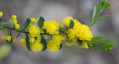 Acacia acinacea