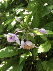 Calanthe masuca