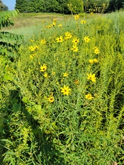 Coreopsis tripteris