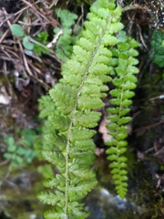 Polystichum