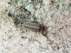 Photinus signaticollis