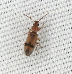 Notoxus calcaratus