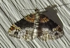 Xanthorhoe ferrugata