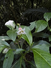 Trichodesma calycosum