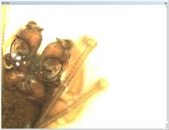 Micrargus herbigradus