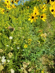 Coreopsis tripteris