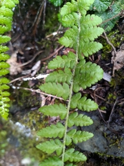 Polystichum