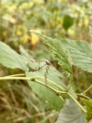Dicranopalpus