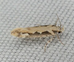 Ornativalva erubescens