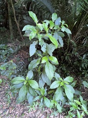 Trichodesma calycosum