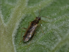 Dicyphus pallidus