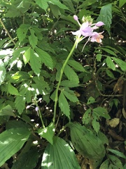 Calanthe masuca