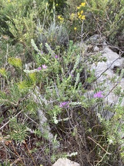 Philotheca spicata