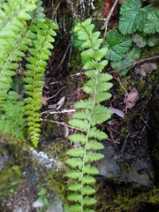 Polystichum