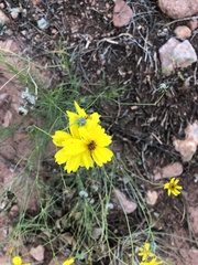 Thelesperma filifolium