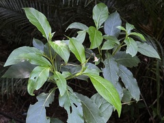 Trichodesma calycosum