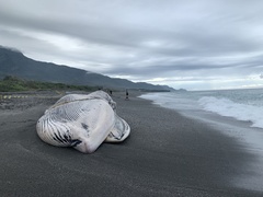 Balaenoptera musculus