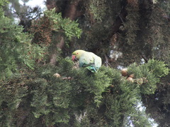 Psittacula krameri