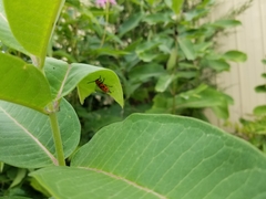 Tetraopes tetrophthalmus