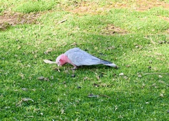 Eolophus roseicapilla