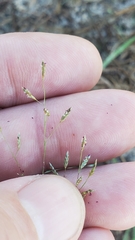 Eragrostis intermedia