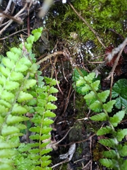 Polystichum