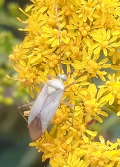 Adelphocoris quadripunctatus