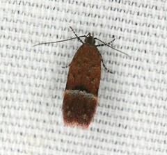 Eudactylota iobapta