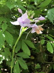 Calanthe masuca