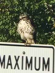 Buteo platypterus