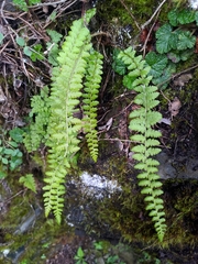 Polystichum
