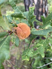 Druon quercusflocci