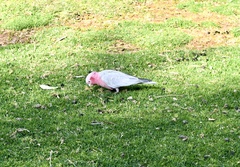 Eolophus roseicapilla
