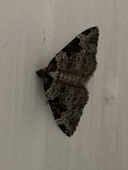 Xanthorhoe fluctuata