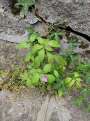 Impatiens blepharosepala