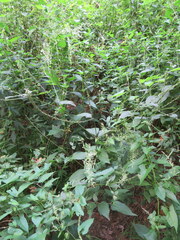 Achyranthes japonica