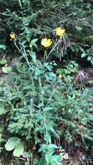 Hieracium umbellatum