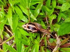 Limicolaria flammea